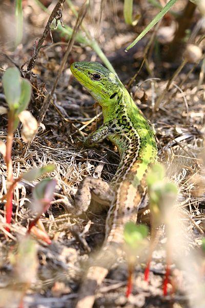 Podarcis tauricus