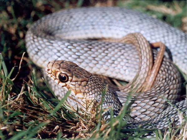 Dolichophis caspius