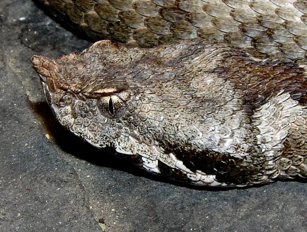 Vipera ammodytes