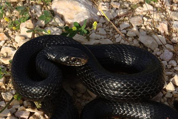 Hierophis viridiflavus