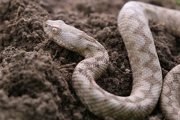 Vipera ammodytes