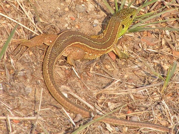 Lacerta trilineata