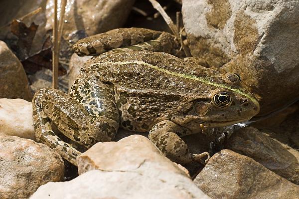 Pelophylax ridibundus