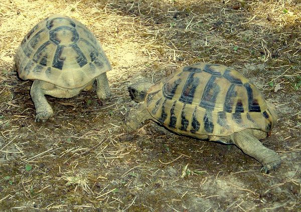 Testudo hermanni