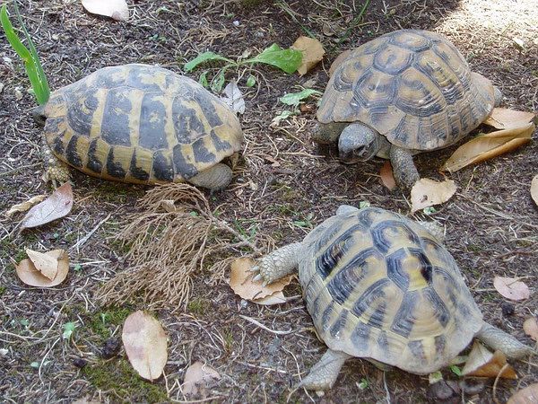 Testudo hermanni