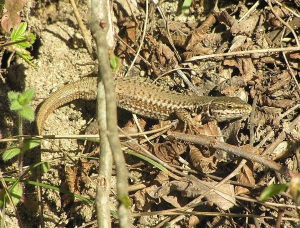 Podarcis erhardii