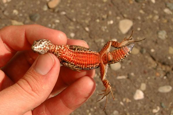 Podarcis muralis