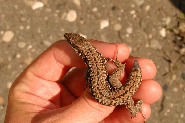 Podarcis muralis