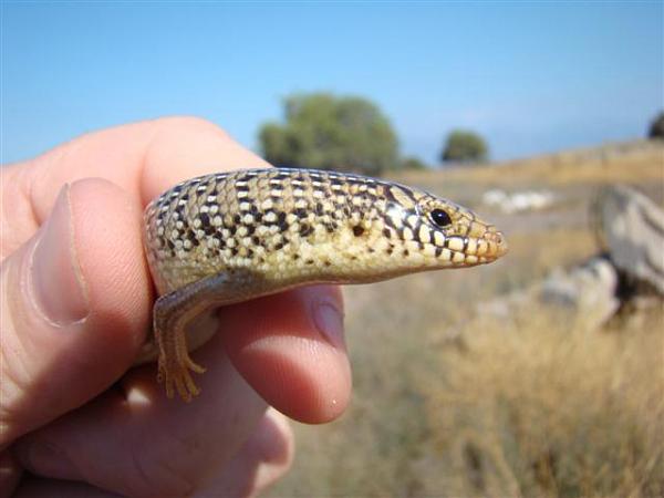 Chalcides ocellatus