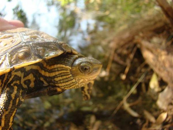 Mauremys rivulata