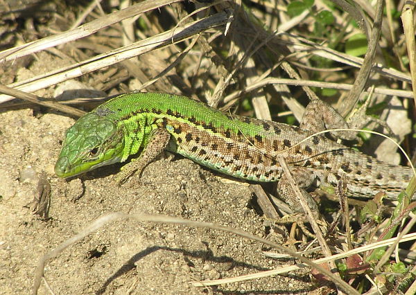 Podarcis tauricus Podarcis tauricus