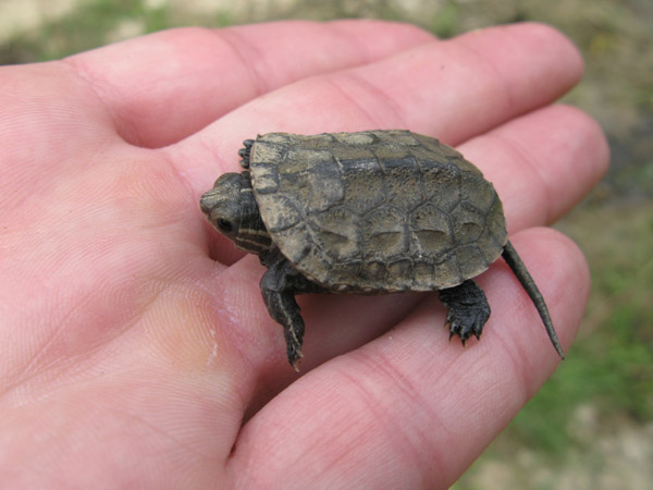 Mauremys rivulata