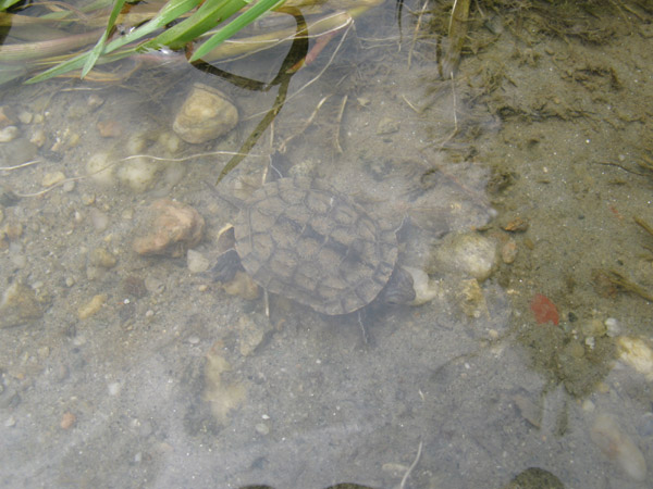 Mauremys rivulata