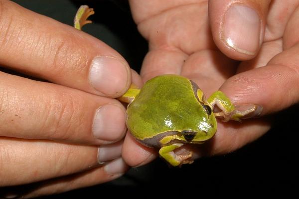 Hyla arborea