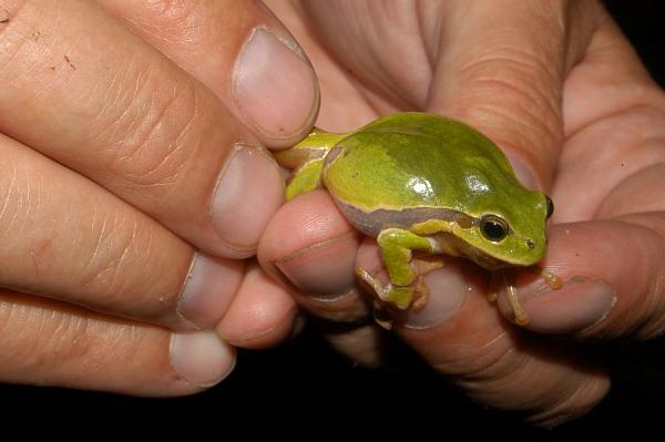 Hyla arborea