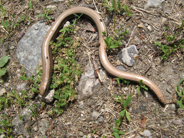 Anguis fragilis s.l.