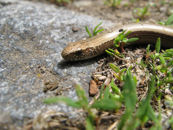 Anguis fragilis s.l.