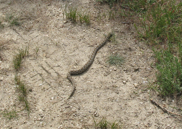 Vipera ammodytes