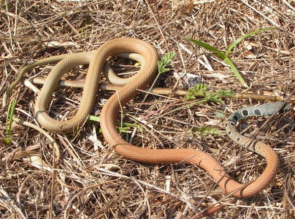 Platyceps najadum