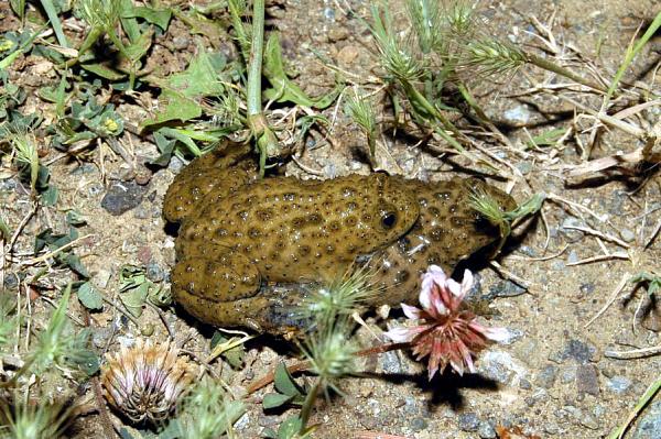 Bombina variegata