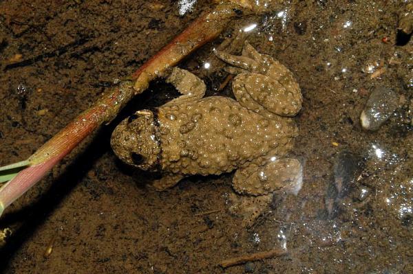 Bombina variegata