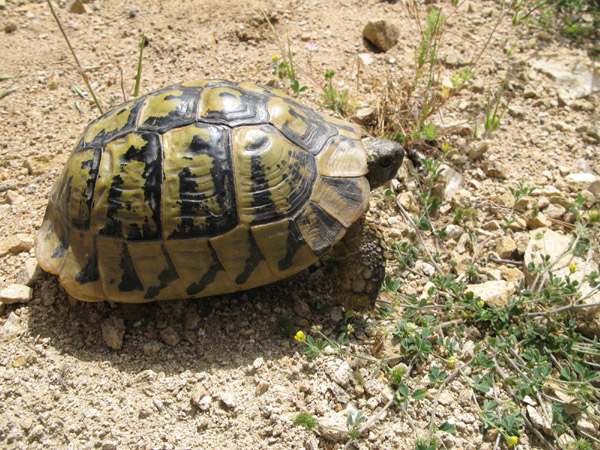 Testudo hermanni