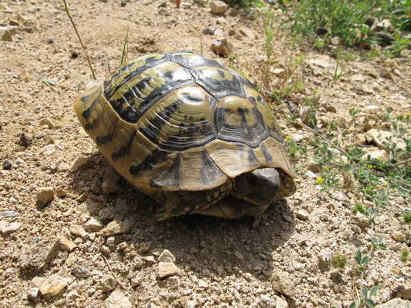 Testudo hermanni