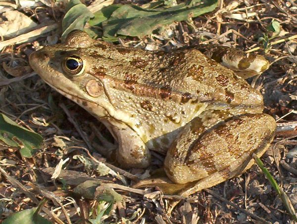 Pelophylax ridibundus