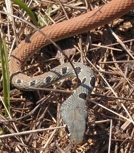 Platyceps najadum