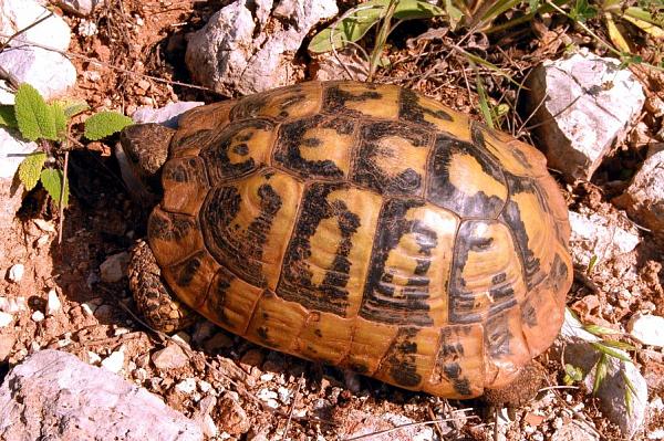 Testudo hermanni