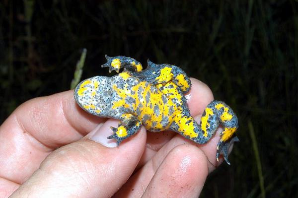 Bombina variegata