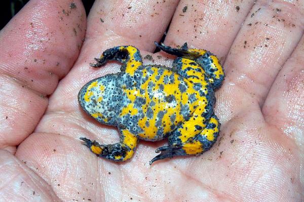 Bombina variegata