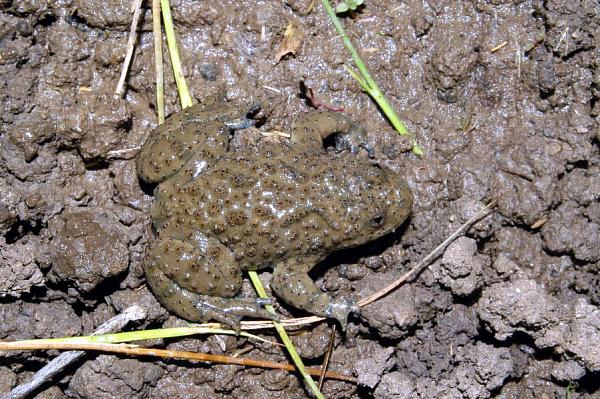 Bombina variegata