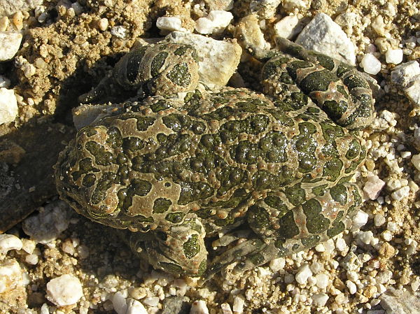 Pseudepidalea viridis