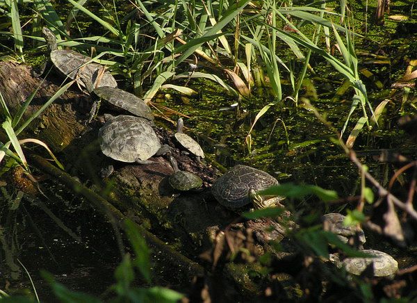 Mauremys rivulata