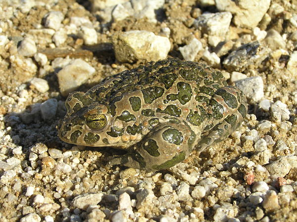 Pseudepidalea viridis