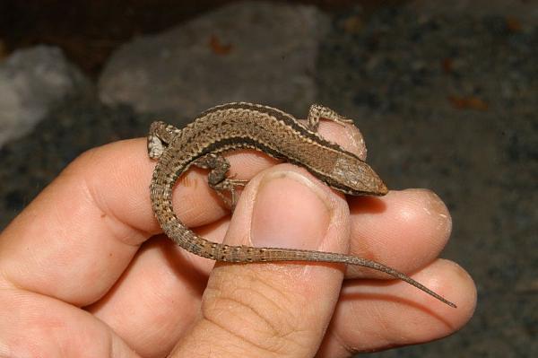 Podarcis muralis