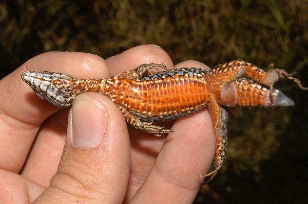 Podarcis muralis