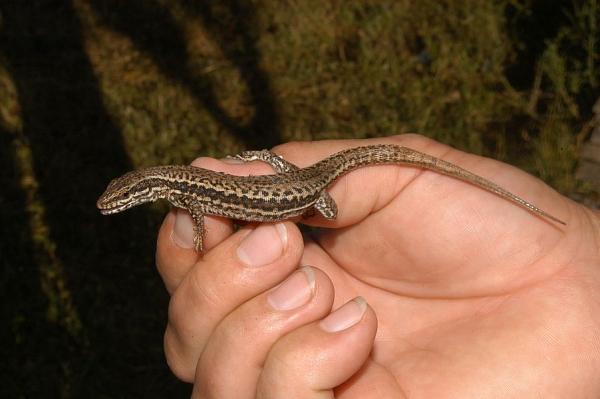 Podarcis muralis