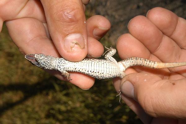 Podarcis muralis