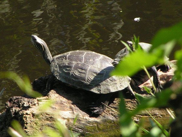 Mauremys rivulata