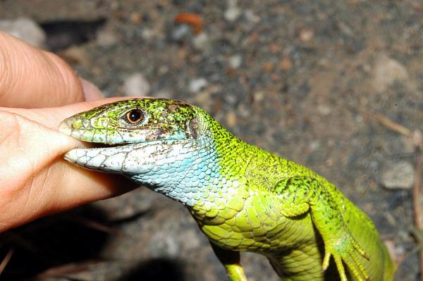 Lacerta viridis