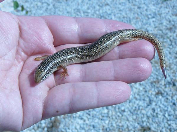 Chalcides ocellatus