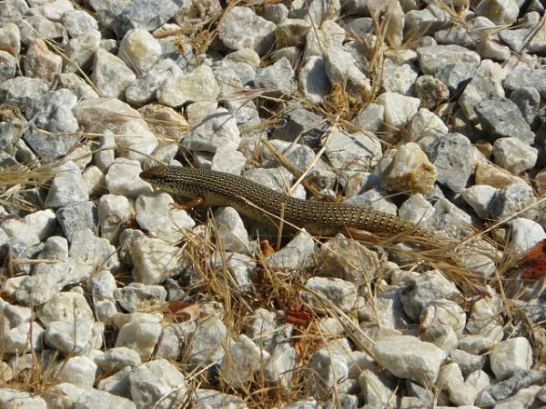 Chalcides ocellatus