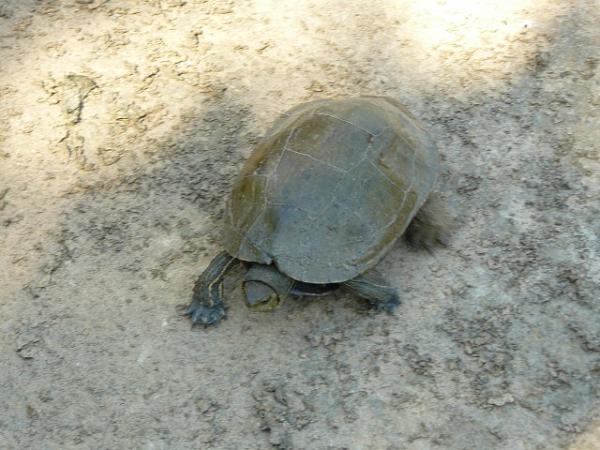 Mauremys rivulata