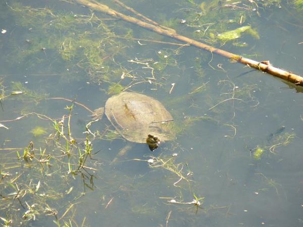 Mauremys rivulata