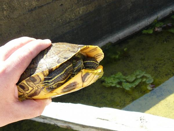 Trachemys scripta