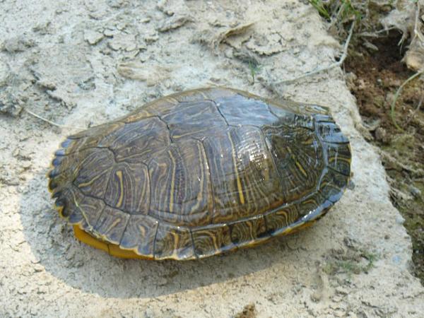 Trachemys scripta