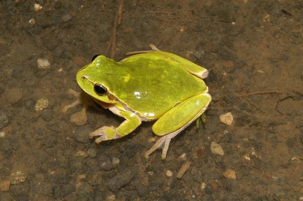 Hyla arborea