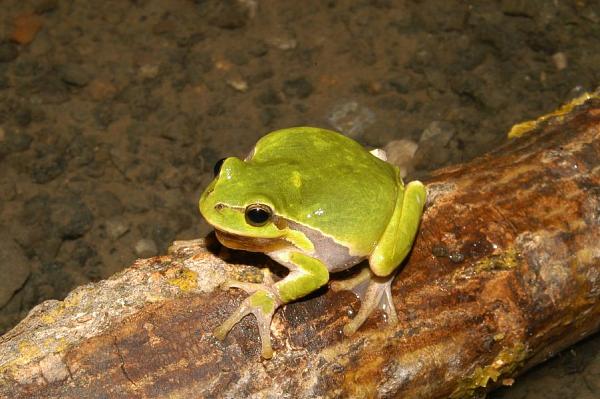 Hyla arborea